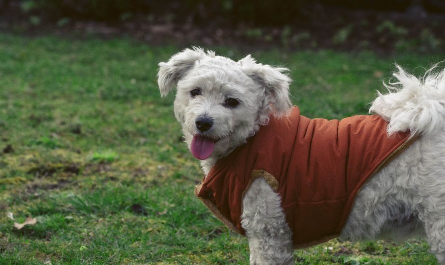 Comment mesurer son chien pour une veste ?